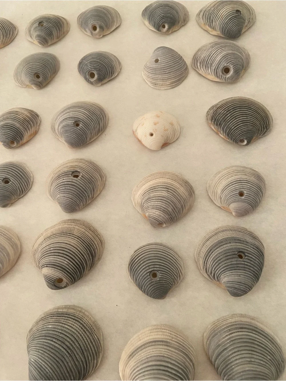 Total of 30 genuine, handpicked Florida Lady-in-waiting Venus clam shells.